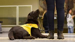 Imagen de un futuro perro guía de la Fundación ONCE del PG en periodo de formación con su instructora